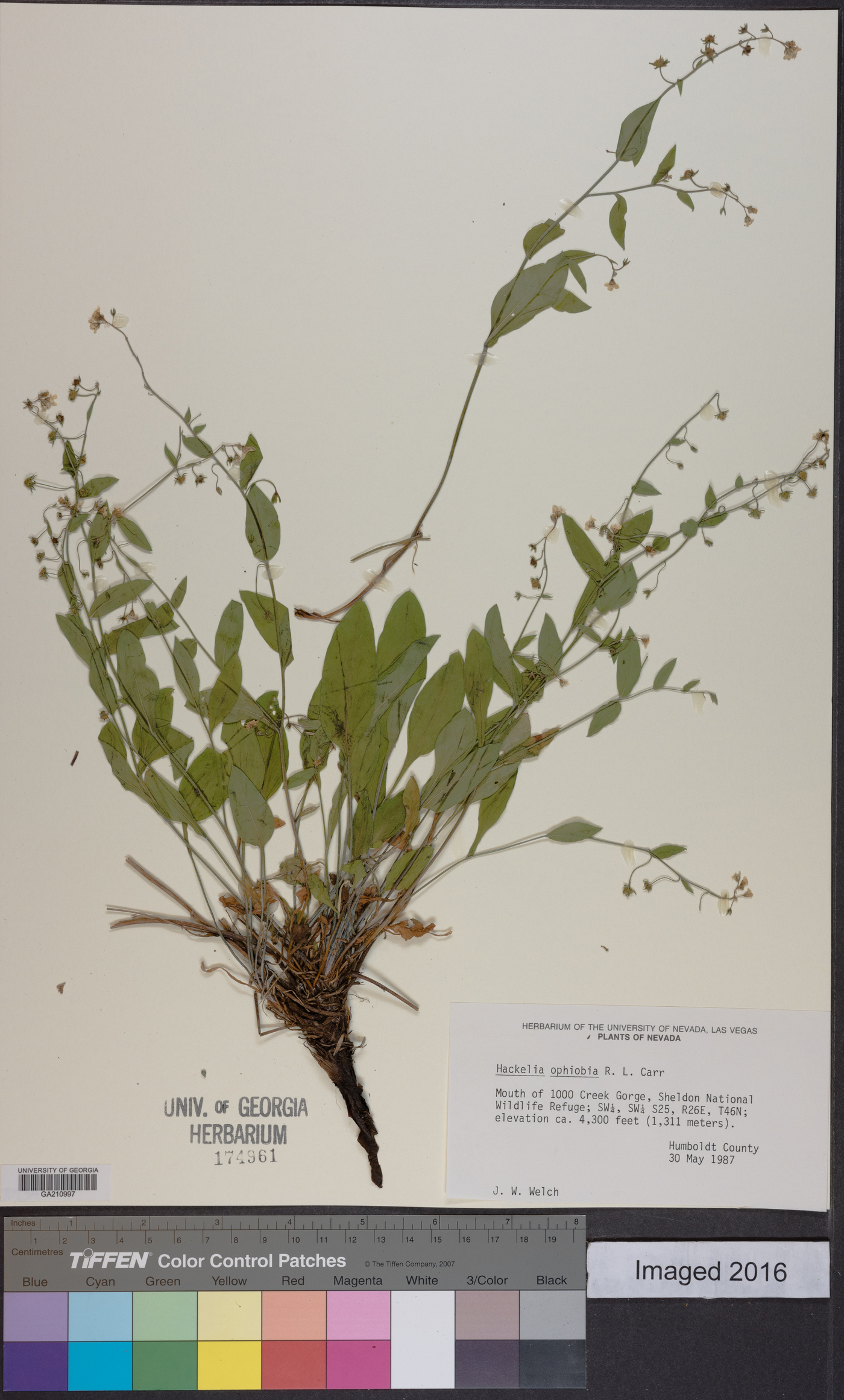 Hackelia ophiobia image