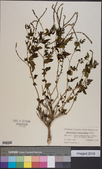 Heliotropium angiospermum image