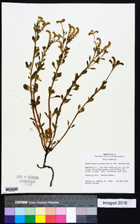 Heliotropium curassavicum var. obovatum image