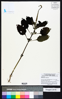 Heliotropium indicum image