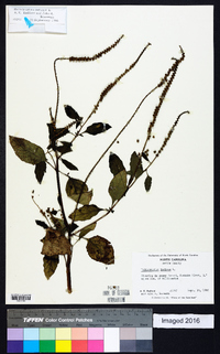 Heliotropium indicum image