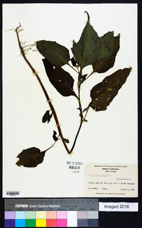 Heliotropium indicum image