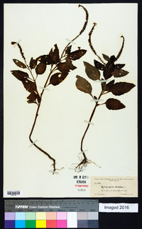 Heliotropium indicum image