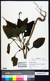 Heliotropium indicum image