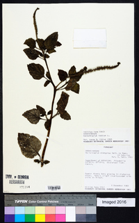 Heliotropium indicum image