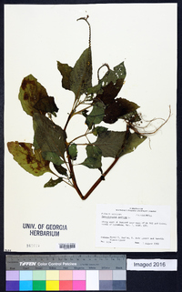 Heliotropium indicum image