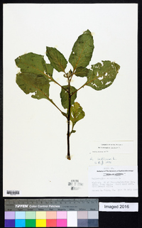 Heliotropium indicum image