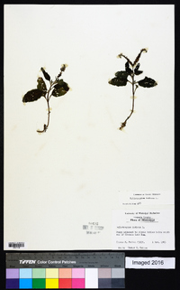 Heliotropium indicum image