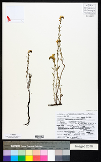 Heliotropium polyphyllum image