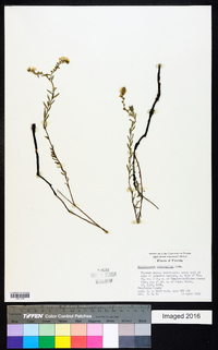 Heliotropium polyphyllum image