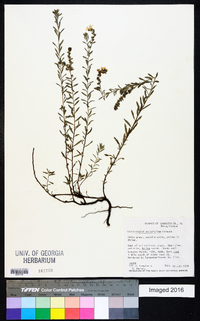 Heliotropium polyphyllum image