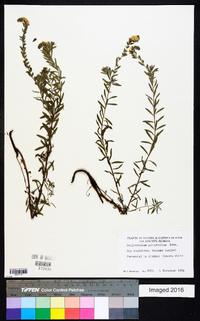 Heliotropium polyphyllum image