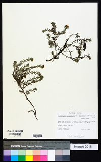 Heliotropium polyphyllum image
