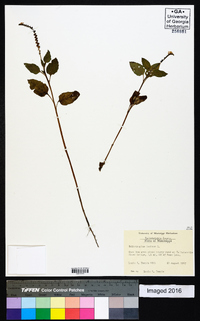 Heliotropium indicum image