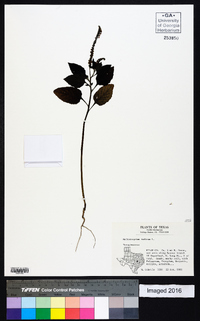 Heliotropium indicum image