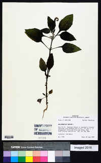 Heliotropium indicum image