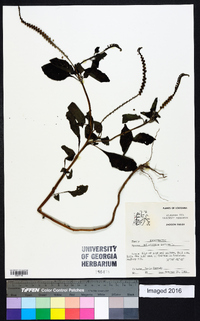 Heliotropium indicum image