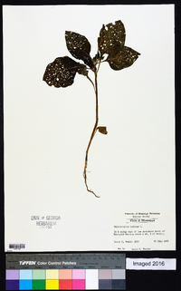 Heliotropium indicum image