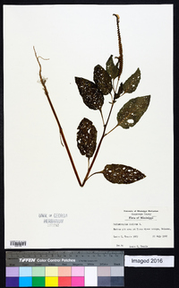 Heliotropium indicum image