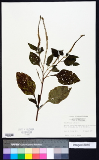 Heliotropium indicum image