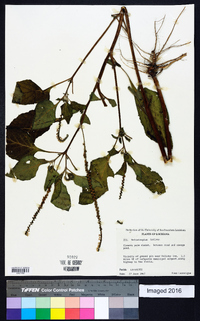 Heliotropium indicum image