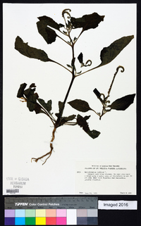 Heliotropium indicum image