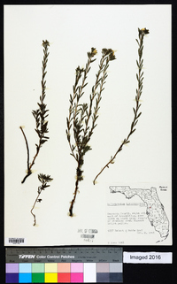 Heliotropium leavenworthii image