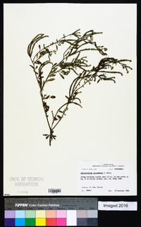 Heliotropium procumbens image