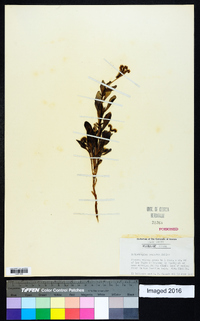 Heliotropium oculatum image