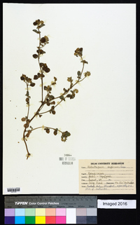 Heliotropium supinum image