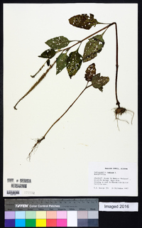 Heliotropium indicum image