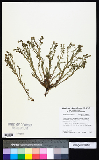 Lappula occidentalis var. occidentalis image