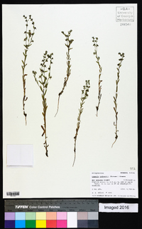 Lappula occidentalis var. occidentalis image