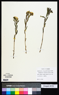 Lithospermum canescens image