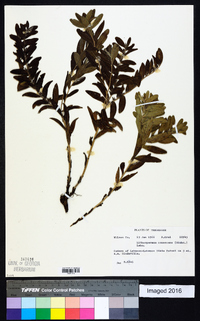 Lithospermum canescens image