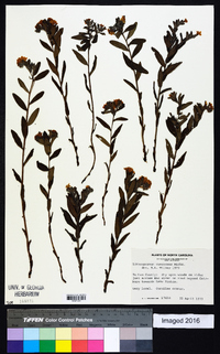 Lithospermum canescens image