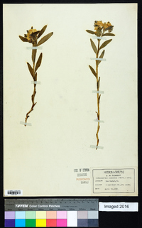 Lithospermum canescens image