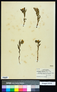 Lithospermum canescens image