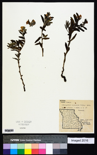 Lithospermum canescens image