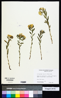 Lithospermum canescens image