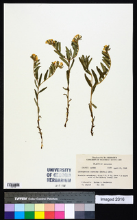 Lithospermum canescens image