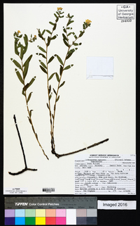 Lithospermum canescens image