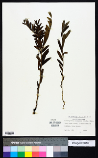 Lithospermum canescens image