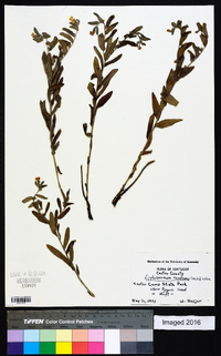 Lithospermum canescens image