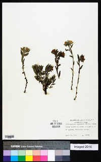 Lithospermum canescens image