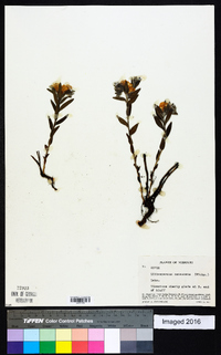 Lithospermum canescens image