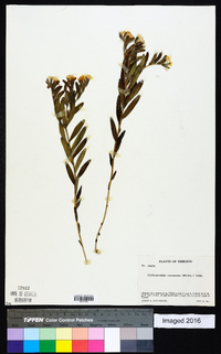 Lithospermum canescens image