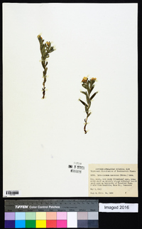 Lithospermum canescens image