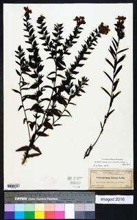 Lithospermum caroliniense image