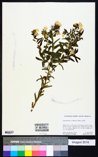 Lithospermum caroliniense image